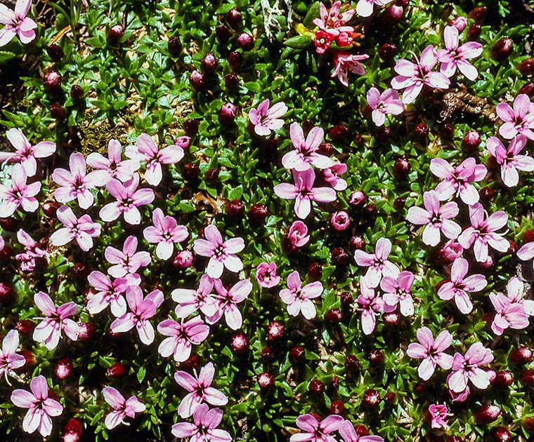 switzerland nature 0039