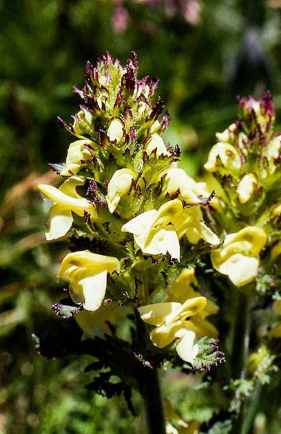 switzerland nature 0040