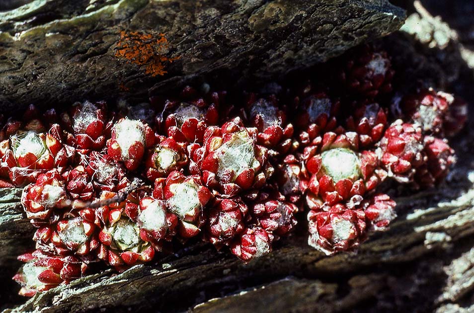 switzerland nature 0041