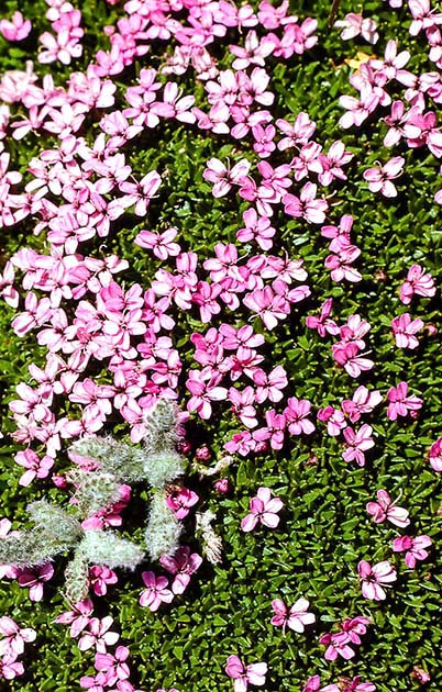 switzerland nature 0042