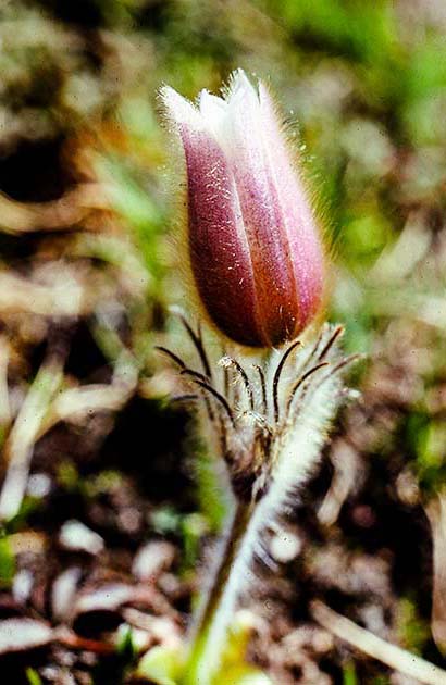 switzerland nature 0043