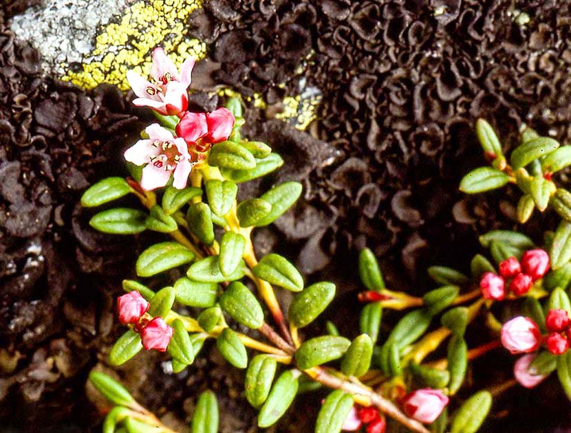 switzerland nature 0044