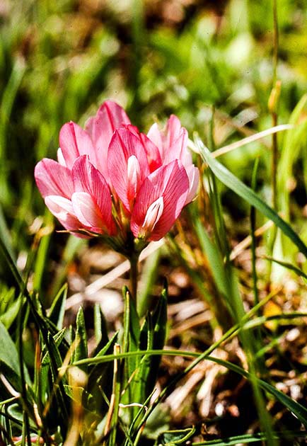 switzerland nature 0045