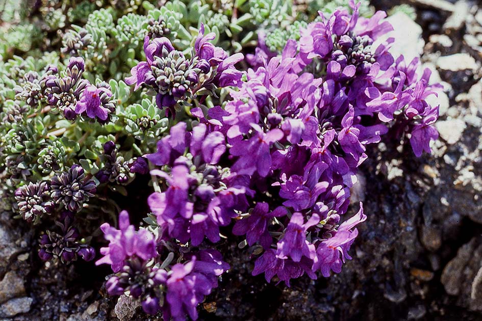 switzerland nature 0046