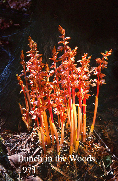 Bunch of Coral Rocks 1971