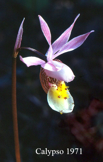 Calypso 1971