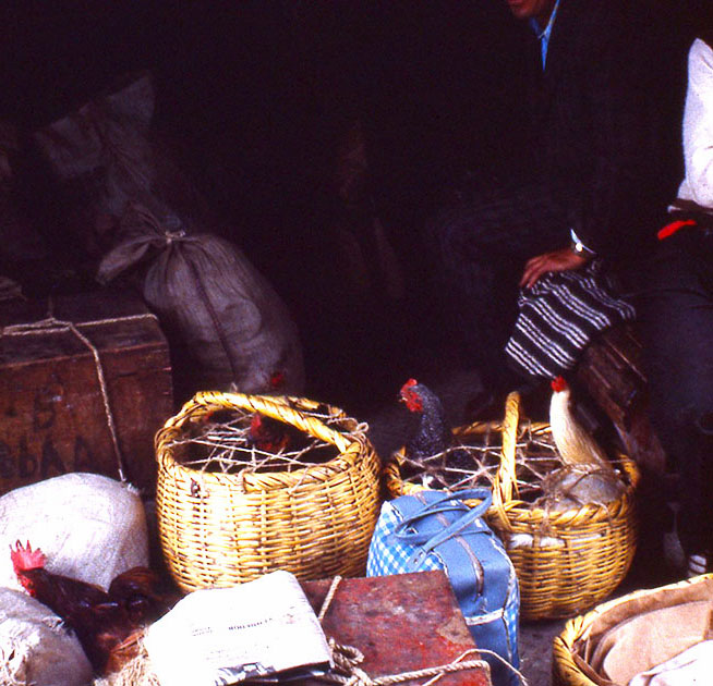 Ecuador Galapogos 00086