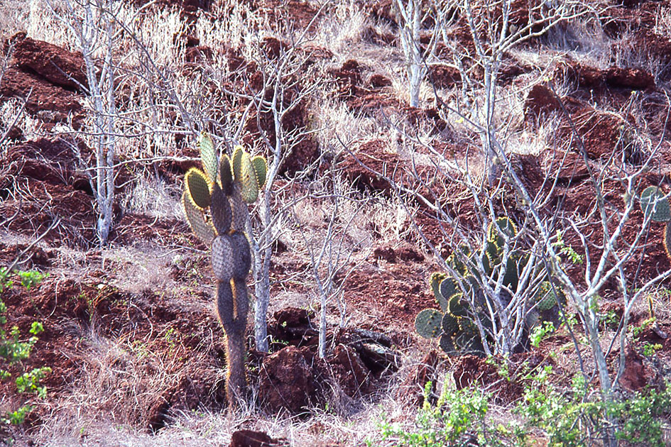Ecuador Galapogos 00104