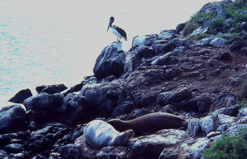 Ecuador Galapogos 00112