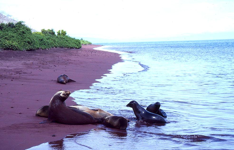 Ecuador Galapogos 00113