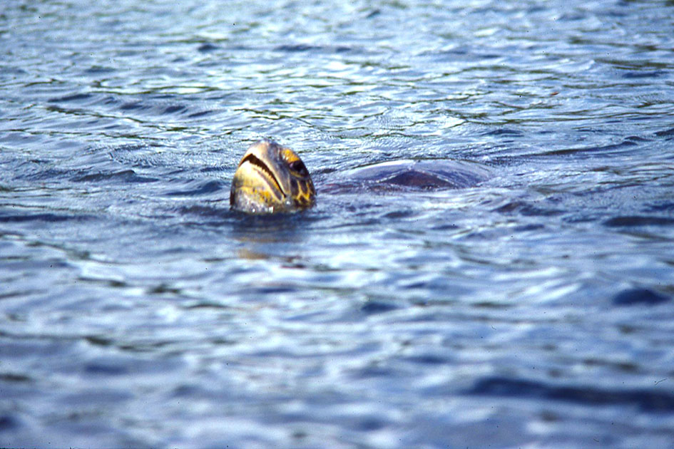 Ecuador Galapogos 00126