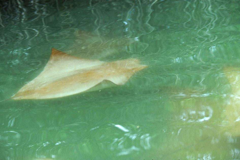 Ecuador Galapogos 00129