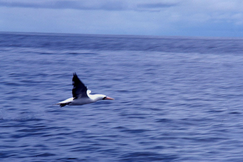 Ecuador Galapogos 00130