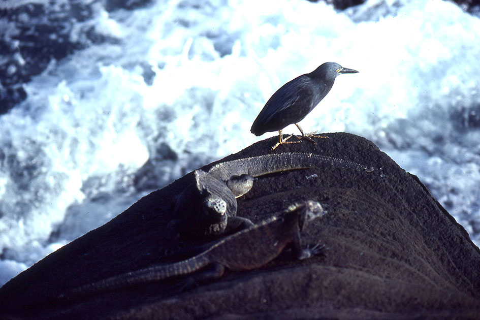 Ecuador Galapogos 00131