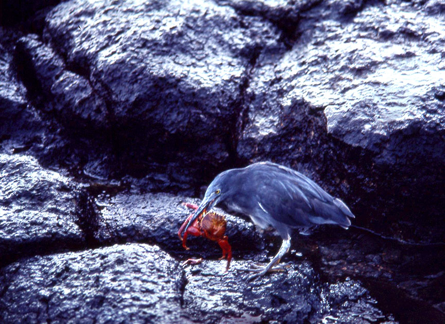 Ecuador Galapogos 00134