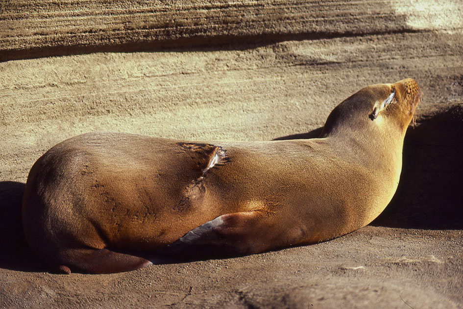 Ecuador Galapogos 00135