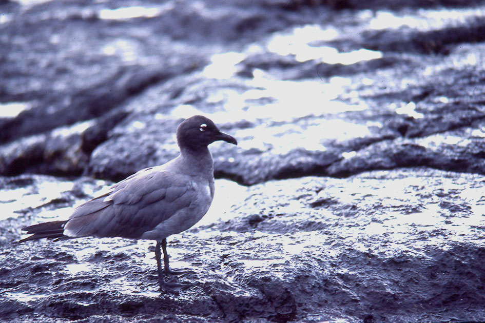 Ecuador Galapogos 00136