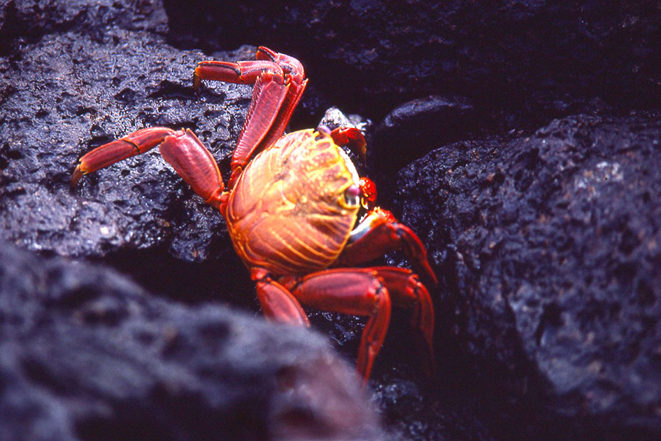 Ecuador Galapogos 00137