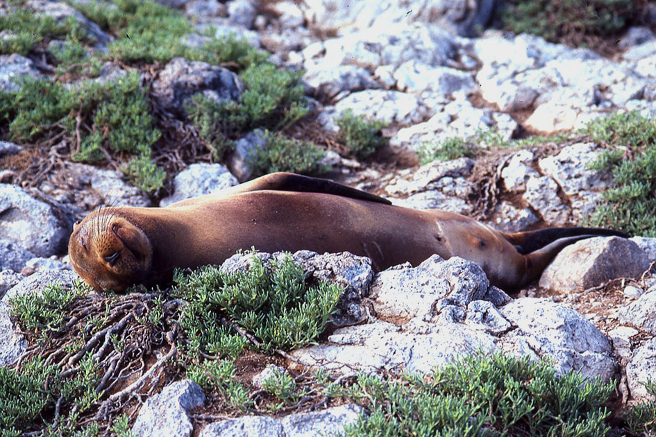Ecuador Galapogos 00138