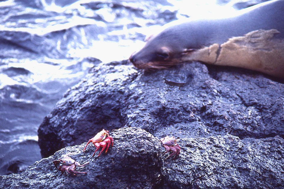 Ecuador Galapogos 00140