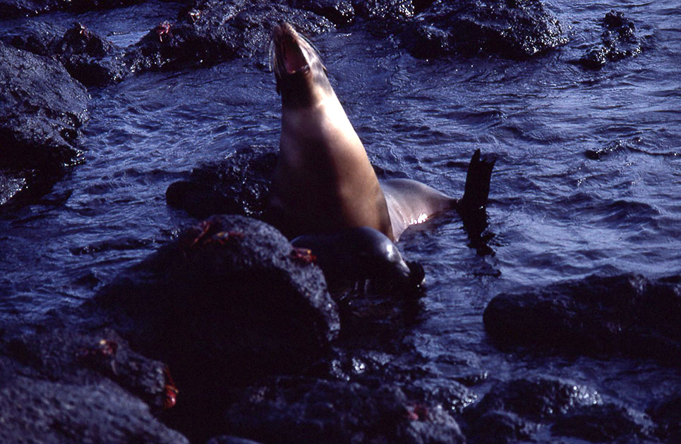 Ecuador Galapogos 00142