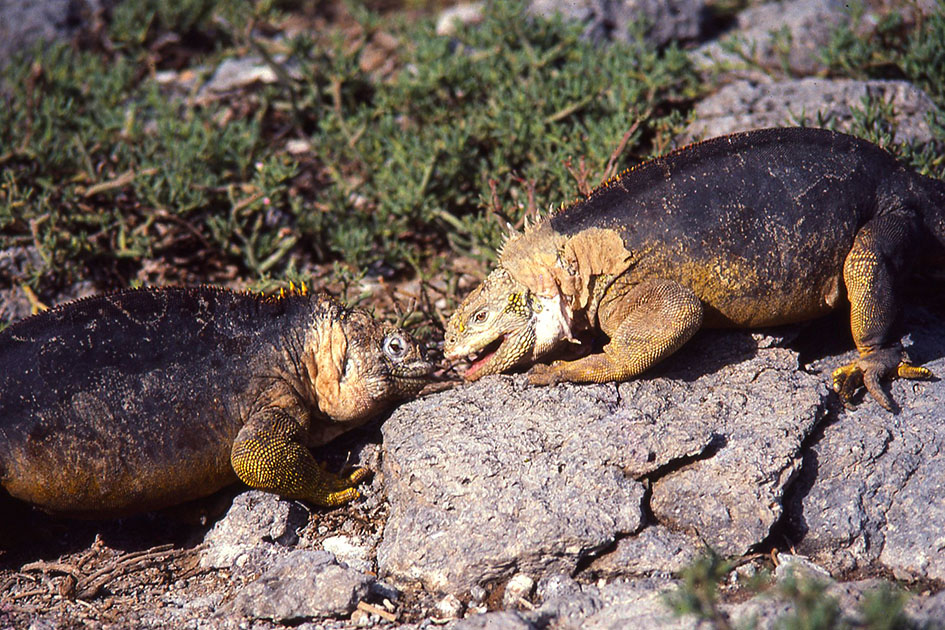 Ecuador Galapogos 00143