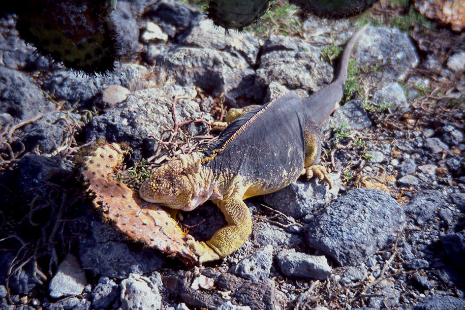 Ecuador Galapogos 00146