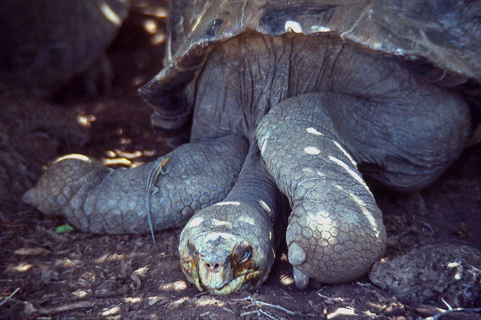 Ecuador Galapogos 00147