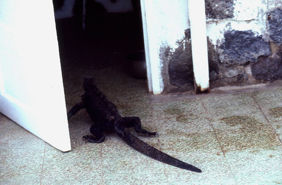 Ecuador Galapogos 00149