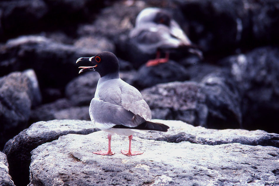 Ecuador Galapogos 00150