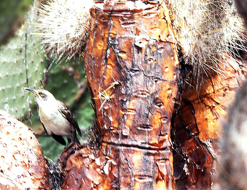 Ecuador Galapogos 00154