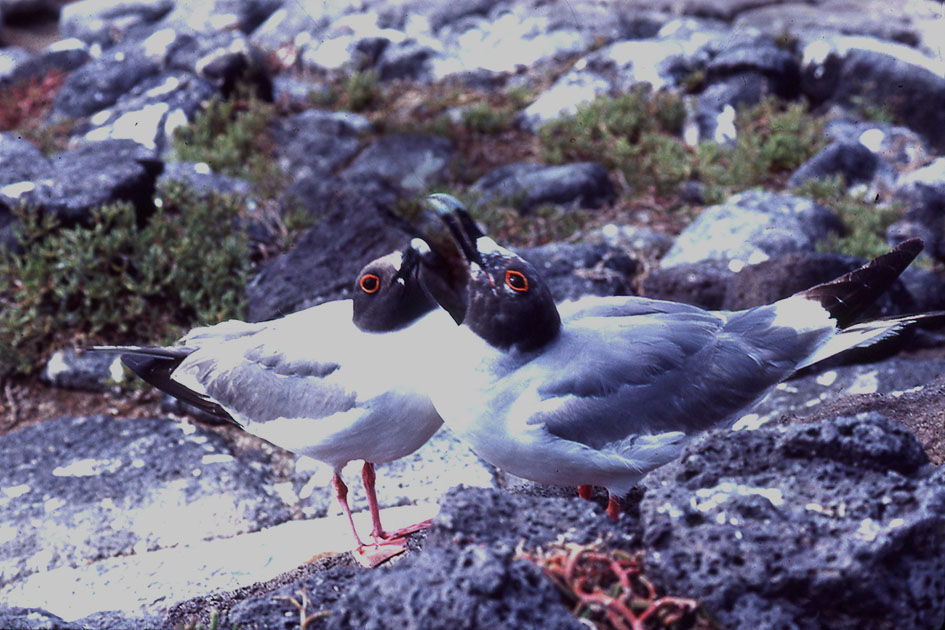 Ecuador Galapogos 00155
