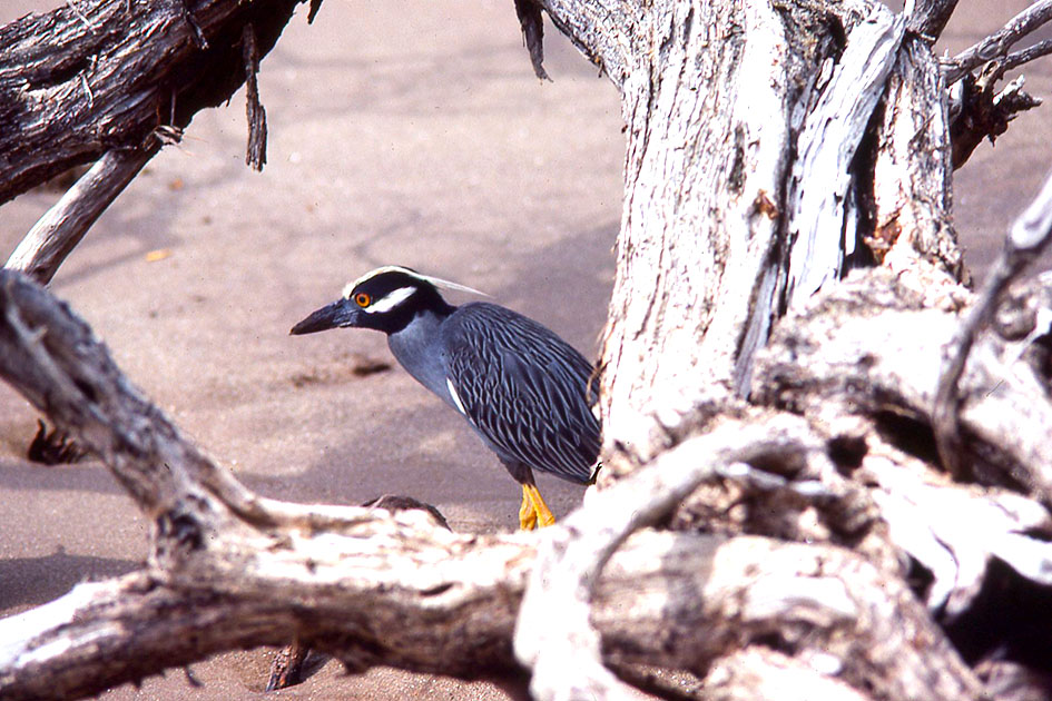 Ecuador Galapogos 00158