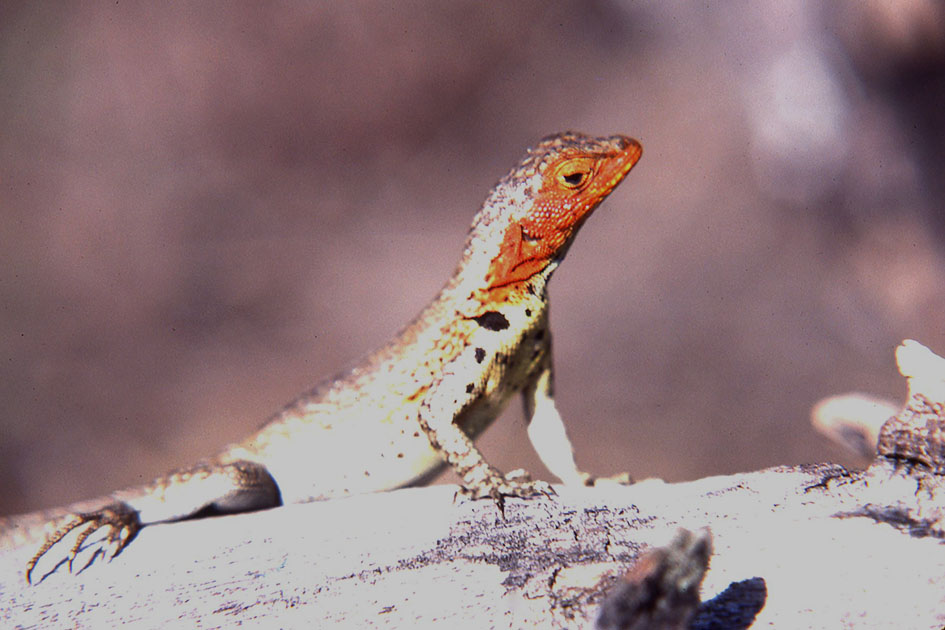 Ecuador Galapogos 00159