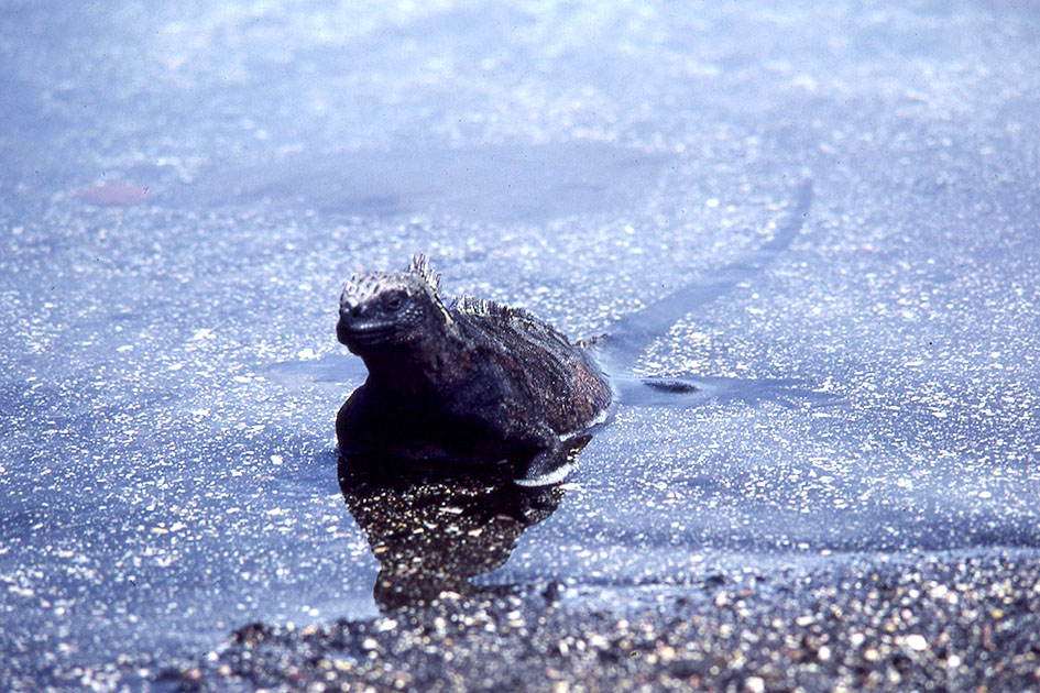 Ecuador Galapogos 00160