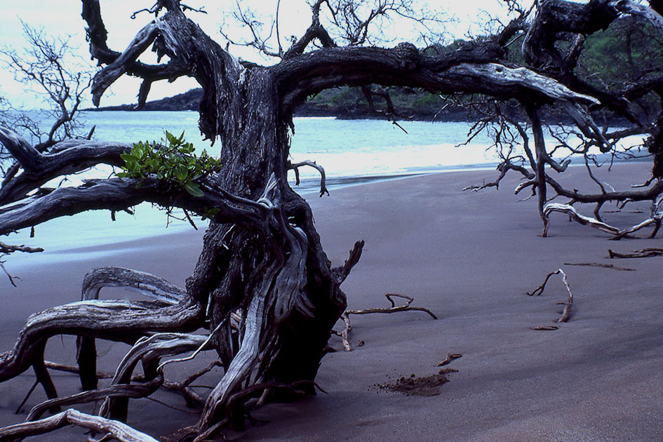 Ecuador Galapogos 00161