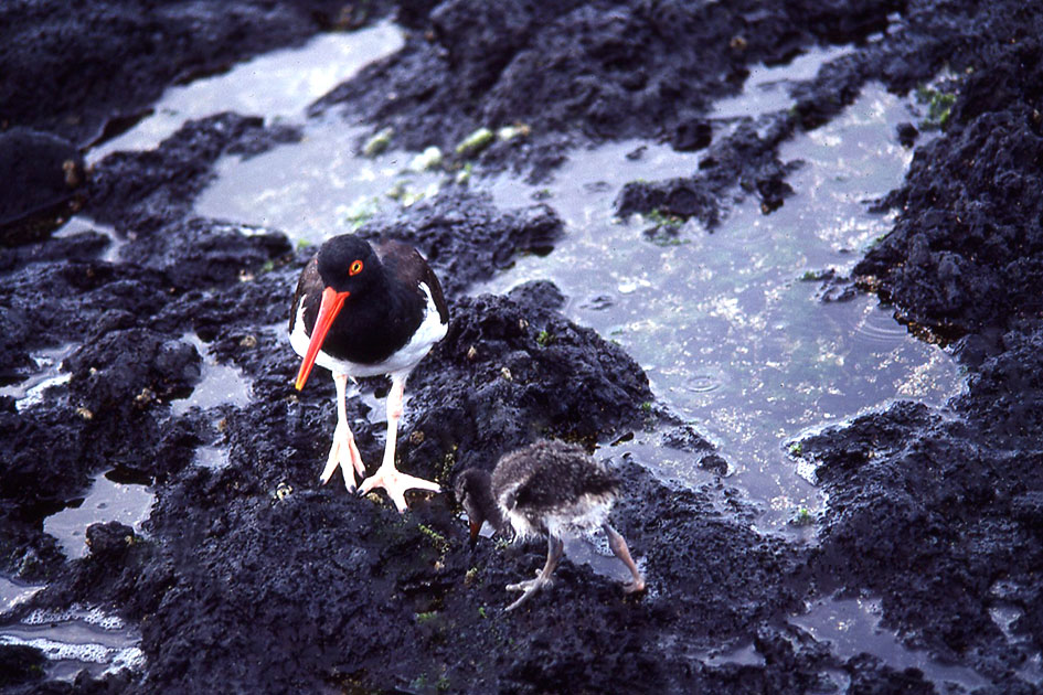 Ecuador Galapogos 00162