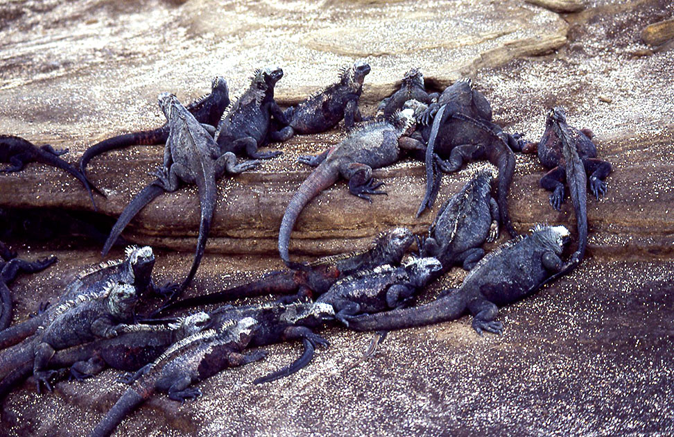 Ecuador Galapogos 00165