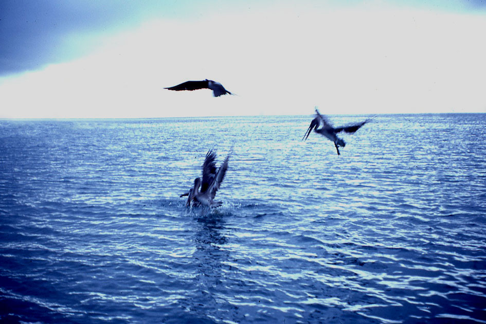 Ecuador Galapogos 00174