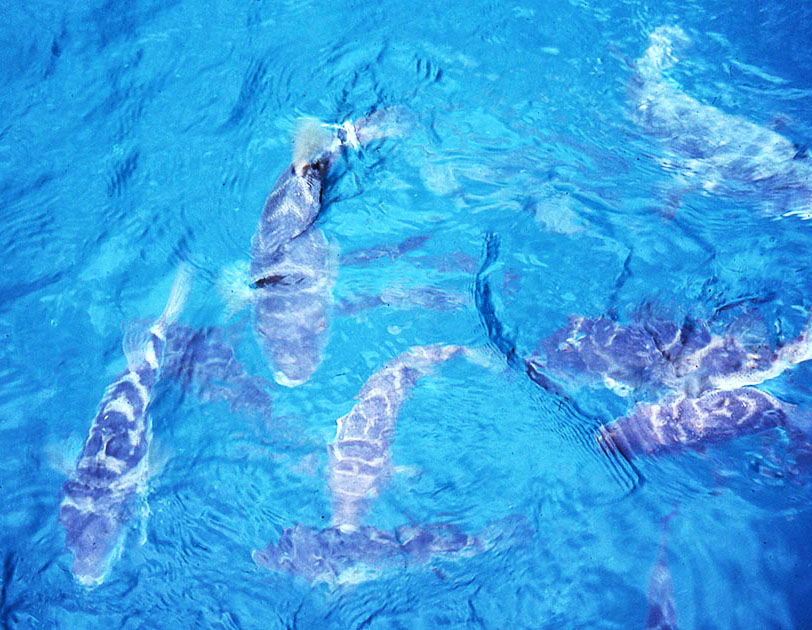 Ecuador Galapogos 00177