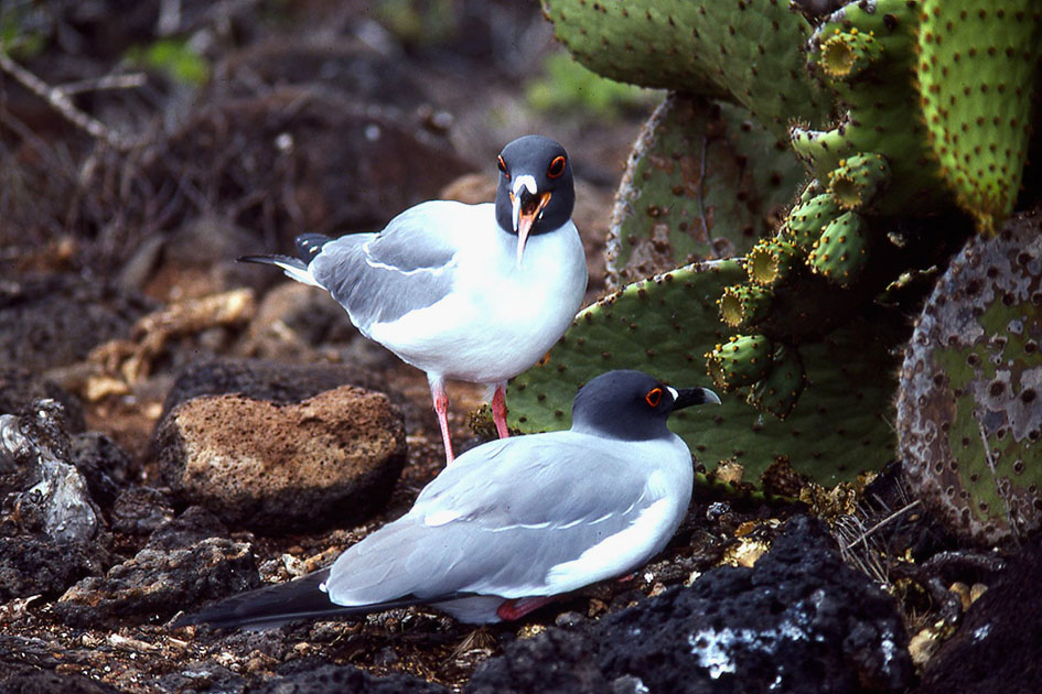 Ecuador Galapogos 00178