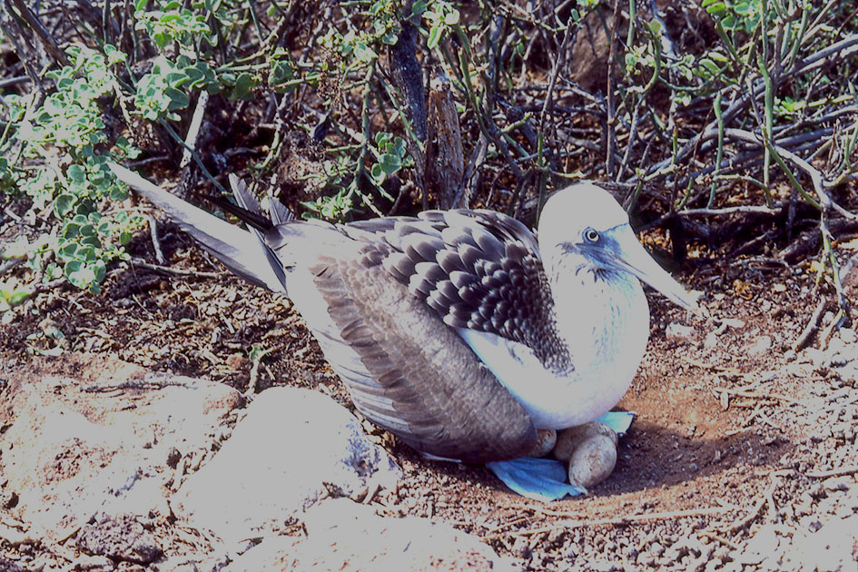 Ecuador Galapogos 00179