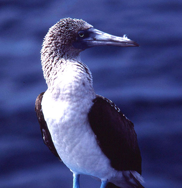 Ecuador Galapogos 00180