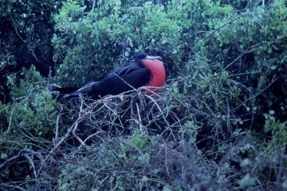 Ecuador Galapogos 00181