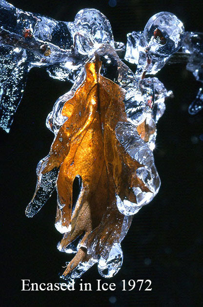 Encased in Ice 1972