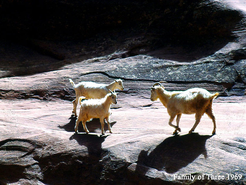 Family of Three 1969