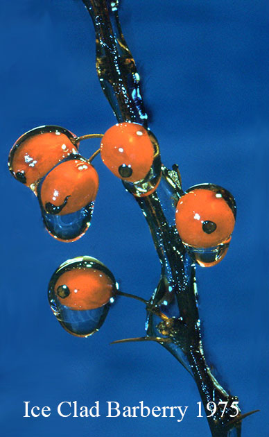 Ice Clad Barberry 1975