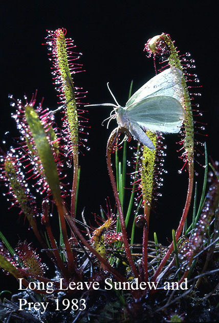 Long Leaved Sundew and Prey 1983