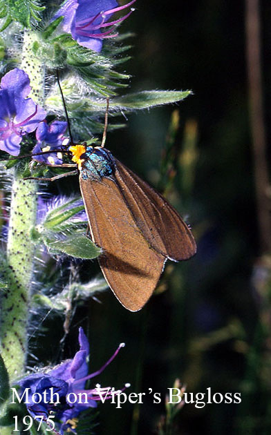 Moth on Viper's Bugloss 1975