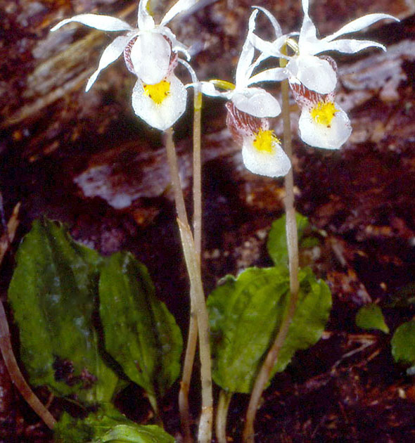 Nature Winners_00004